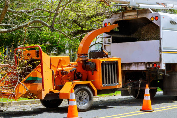 How Our Tree Care Process Works  in Bargersville, IN