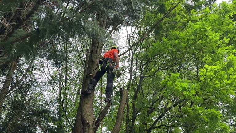 Best Leaf Removal  in Bargersville, IN